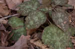 Allegheny spurge